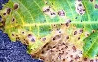 Mancha de cercospora