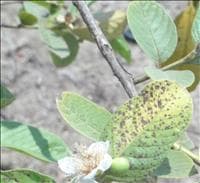 Cercosporiose