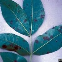 Cercosporiose