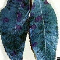 Cercosporiose
