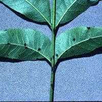 Cercosporiose