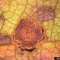Cercosporiose
