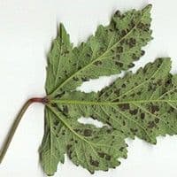 Cercosporiose