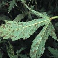 Cercosporiose