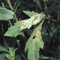 Cercosporiose