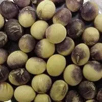 Mancha púrpura da semente