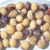 Mancha púrpura da semente
