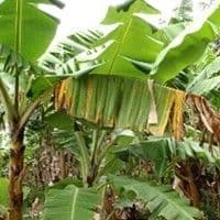 Mal de sigatoka