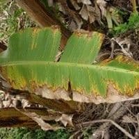 Mal de sigatoka