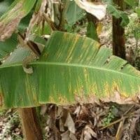 Mal de sigatoka