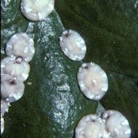 Cochonilha
