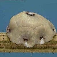 Cochonilha