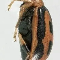 Vaquinha
