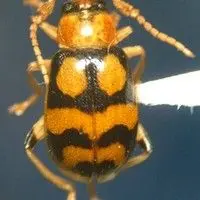 Vaquinha