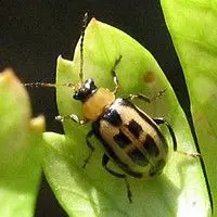 Vaquinha