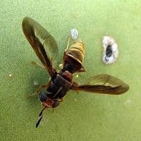 Mosca das raízes