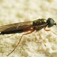 Mosca das raízes