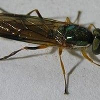 Mosca das raízes