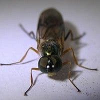 Mosca das raízes