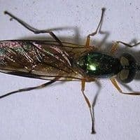 Mosca das raízes