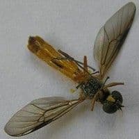 Mosca das raízes