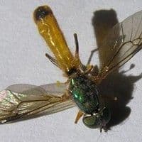 Mosca das raízes