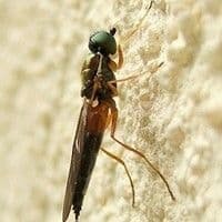 Mosca das raízes
