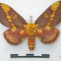 Lagarta