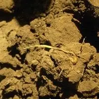 Fungo de pós colheita