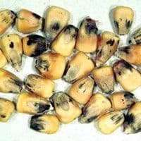 Cladosporiose