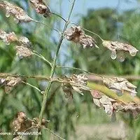 Ergot
