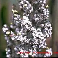 Ergot
