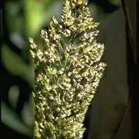 Ergot
