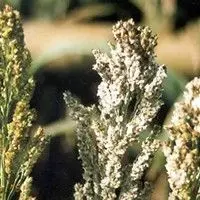 Ergot
