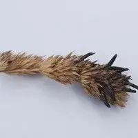 Ergot