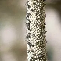 Ergot