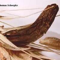 Ergot