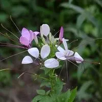 Mussambê