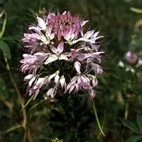 Mussambê