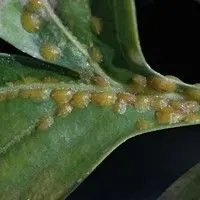 Cochonilha verde