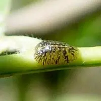 Cochonilha verde