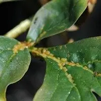 Cochonilha verde