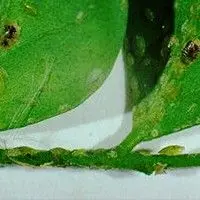 Cochonilha verde