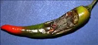 Antracnose