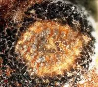 Antracnose