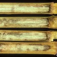 Antracnose