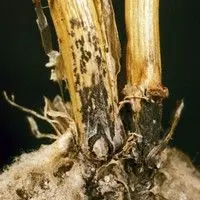 Antracnose