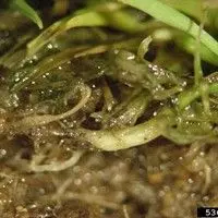 Antracnose