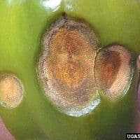 Antracnose