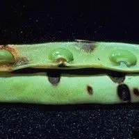 Antracnose
